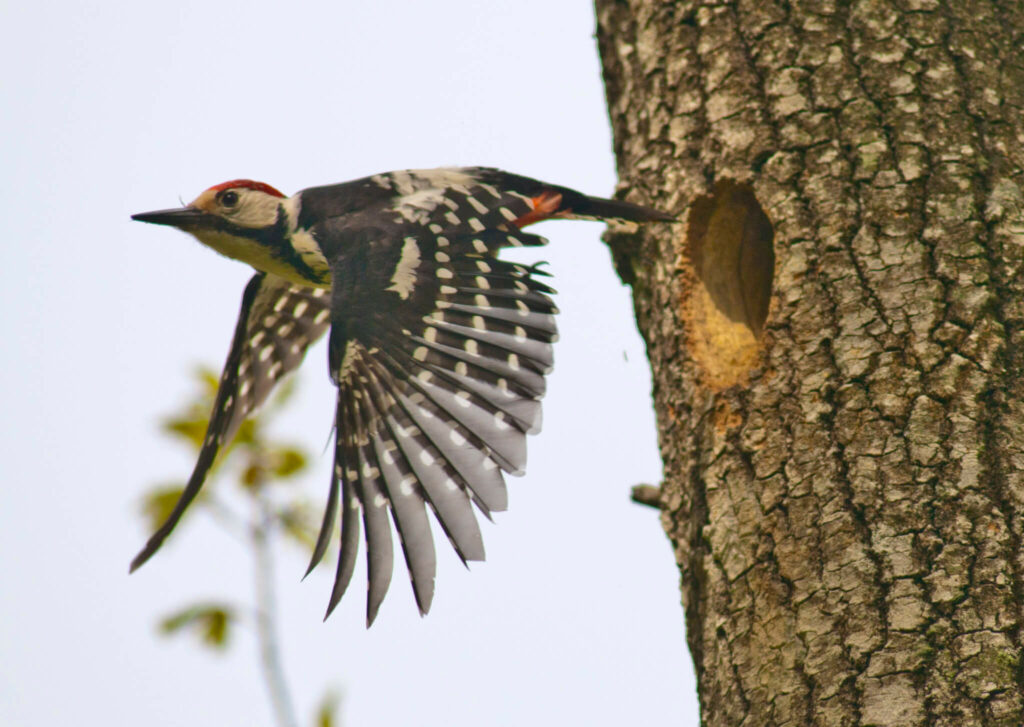 White-backed Woodpecker (Dendrocopos leucotos)