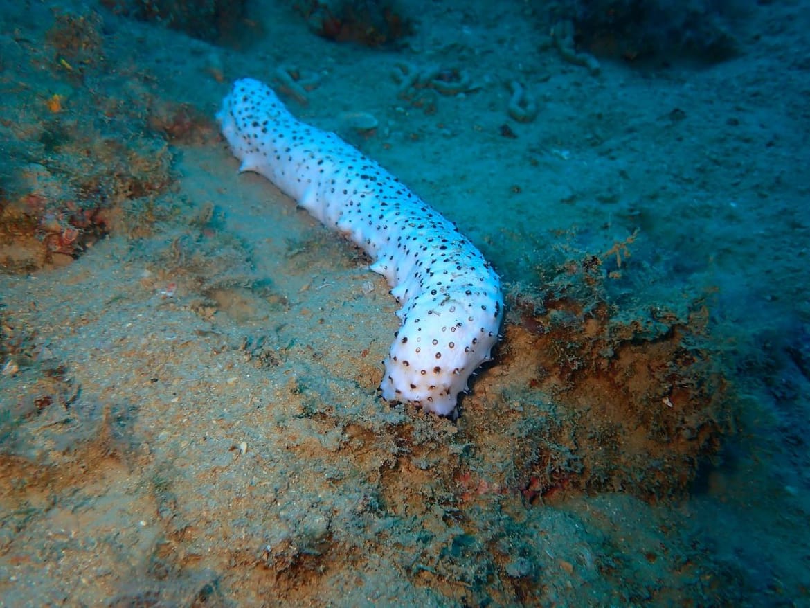 albino sea cucumber croatian waters