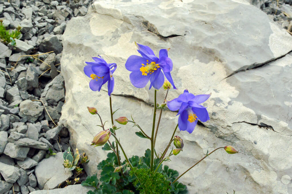 Kitaibel's feather (Aquilegia kitaibelii) 