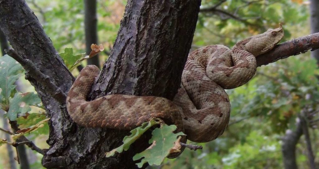 Biokovo Nature Park. Poskok vipers (Vipera ammodytes)