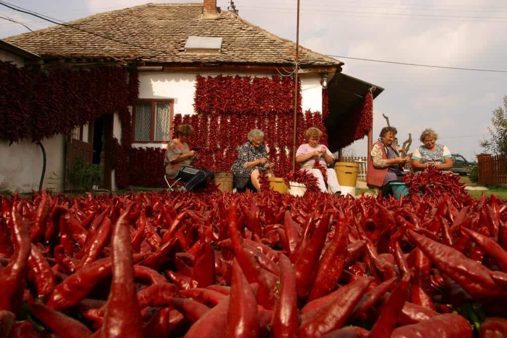 Tying freshly picked peppers. Later, they'll be dried in the sun. Afterwards, they'll be made into paprika