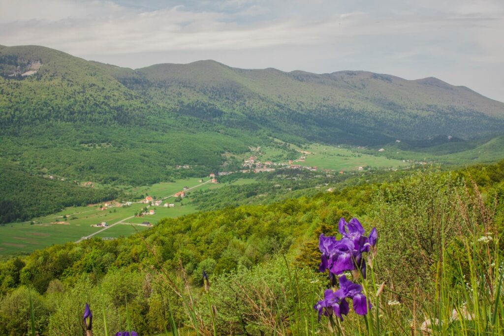 Colours up close, the flora of North Velebit National Park