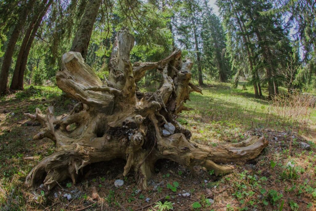 tree stump